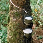 harvesting latex rubber from para tree
